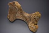 Enormous Fossil Triceratops Humerus Bone - Montana #352272-9